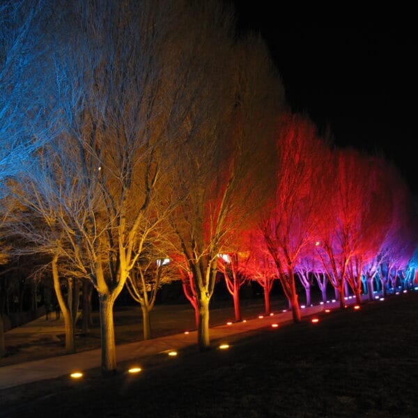 نورپردازی درخت های پارک ولایت