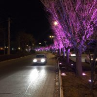 نورپردازی درخت های بلوار شهرستان محلات